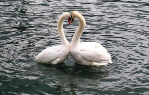 parchi faunistici lago maggiore b&b il cortile del borgo