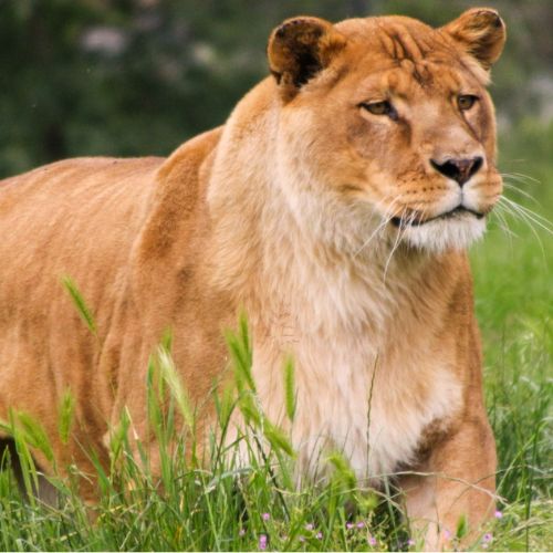 notte vicino al safari park